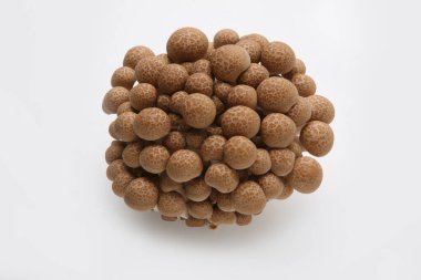 Beyaz arkaplanda shimeji mantarları, üst görünüm.