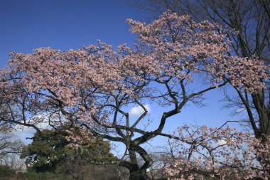 Japonya 'da kiraz çiçekleri, Sakura ağacı çiçek açtı.
