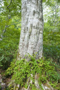 Ağaçlı güzel bir park manzarası. 