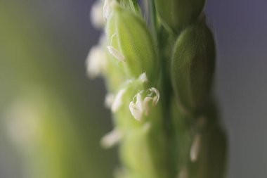 Taze yeşil çiçekli arka planda makro fotoğrafçılık