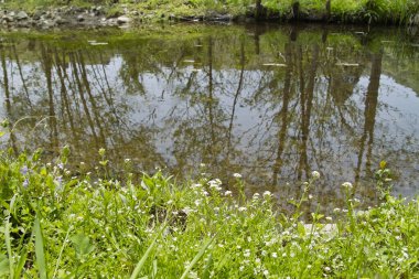 Ormandaki göl ve yeşil bitkiler  