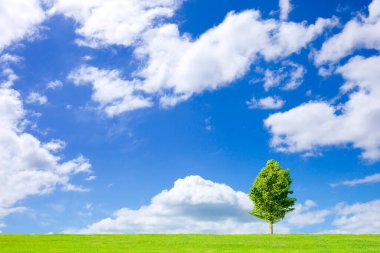 Mavi gökyüzü ile yeşil alan ağacında 