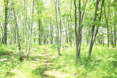 Ormanda yeşil ağaçlar