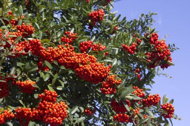 Bahçedeki ağaçta kırmızı kızılcık üzümü