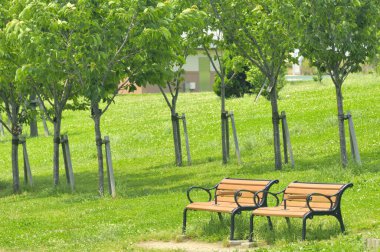 Güzel yeşil şehir parkında boş ahşap banklar