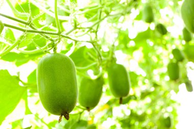 Arka plandaki bir bahçede, ağaçta yetişen yeşil kivi meyvelerini kapatın..