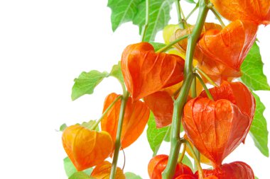 Arka planda Physalis alkekengi çiçekleri