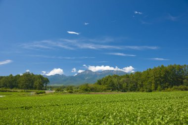 Dağın arka planına sahip tarım alanının güzel manzarası