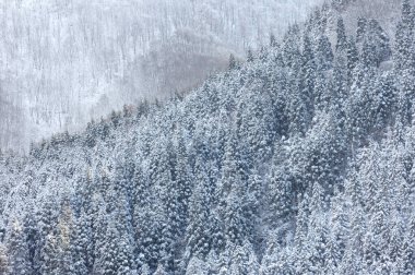 Kış ağacı karla kaplı.