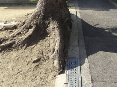 Büyük ağaç kökleri beton kaldırım ızgarasının yanında yayılıyor.