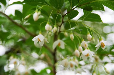 Güzel çiçekler, yakın manzara, yaz konsepti.