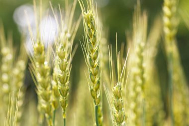 Bulanık arkaplanı olan yeşil buğday, yakın plan