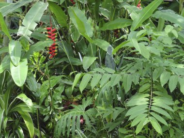 Bahçedeki yeşil bitki ve yaprakların yakın görüntüsü