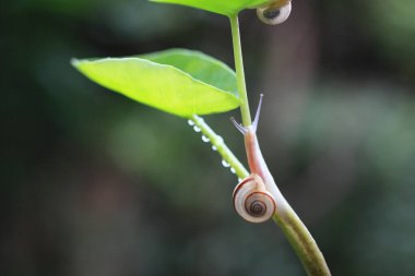 salyangoz üzerindeki yeşil yaprak, yakın çekim