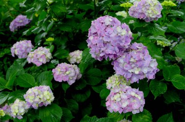 Bahçedeki çiçek açan ortancaya yakın.