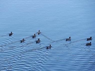 Bir grup ördek gölde suyun üzerinde. 