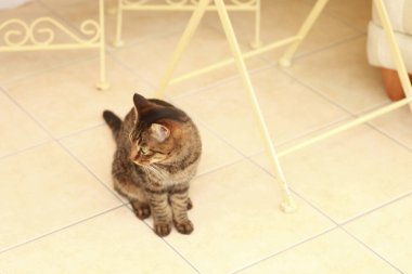 Yerde oturan sevimli kedi.