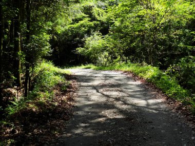 Güneşli bir günde güzel yeşil ormanda yol