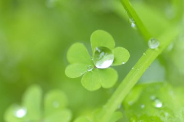 Taze yeşil yaprakların üzerine su damlaları düşer. Makro fotoğrafçılık