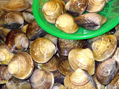 Marketteki yeşil plastik sepetin içinde taze midyeler dinleniyor.