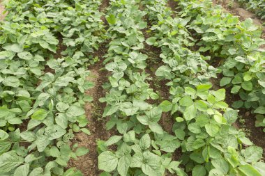 yeşil bitkiler ile alan 