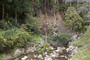Orman nehrinin güzel manzarası 