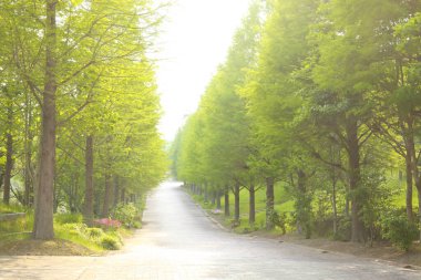 Büyük yeşil ağaçların ve bahar parkının güzel manzarası