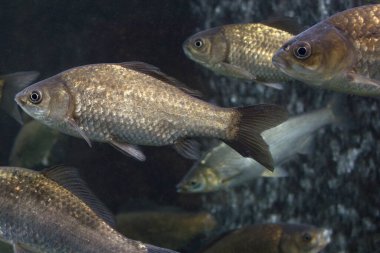 Sazan balığı suda.