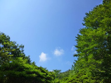 Ormanın arka planında yeşil ağaçlar