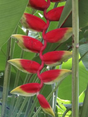 Kırmızı çiçek ve yeşil yaprak 