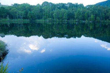 Ormanda gölü olan güzel bir manzara.