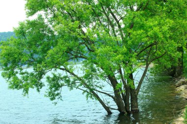 Parktaki yeşil göl