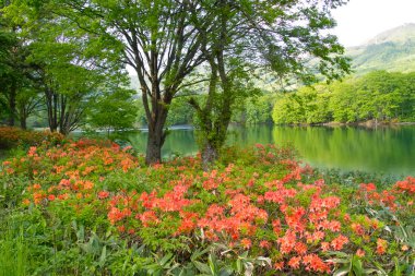 Ormandaki nehirde büyüyen çiçeklerin güzel manzarası 