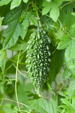 Organik Çiftlik Bitkisi Kabağı yakın plan görüntüsü