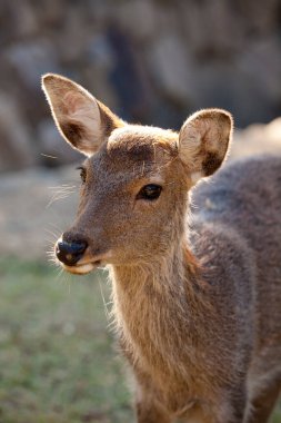 Ormandaki bir geyiğin portresi