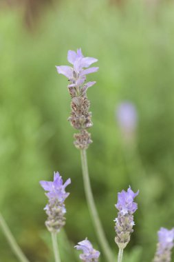 Bahçede yeşil yapraklar ve çiçekler