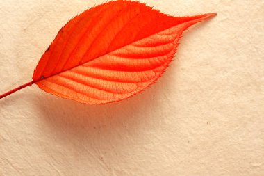 Renkli arkaplanda güzel bir sonbahar yaprağı, yakın görünüm