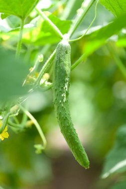 Bir ağacın dalında salatalıklar