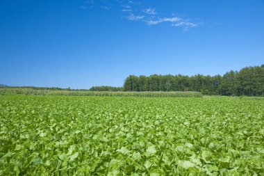 Yeşil Çimen ve Mavi Gökyüzü