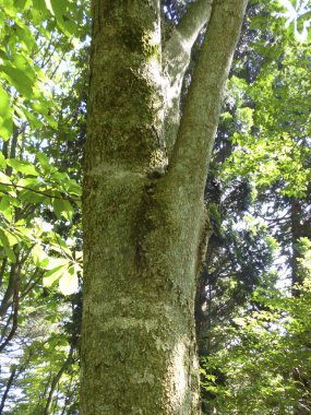 Ağaç Gövdesi deseni makro çekim