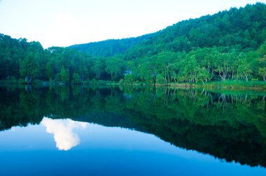 Ormanda gölü olan güzel bir manzara.