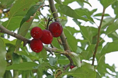 Meyve bahçesindeki ağaç dallarındaki elmaların yakın plan görüntüsü                   
