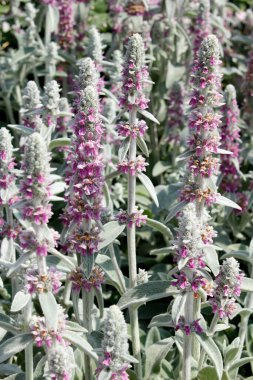 Bahçede yeşil yapraklı güzel çiçekler