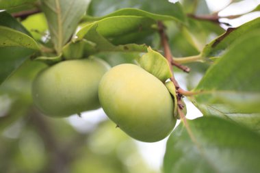 Yeşil yaprakların arasında sallanan olgunlaşmamış hurmalar.