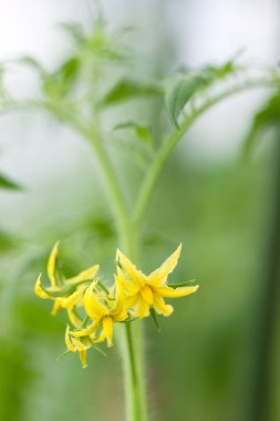 Güzel çiçekler, yakın görüş, doğa konsepti.