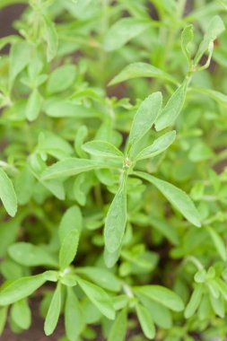 Taze yeşil yapraklar, yakın görüş