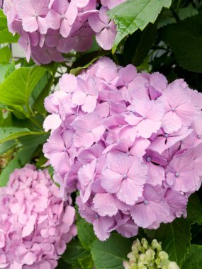 Ortanca Çiçek bahçesinde