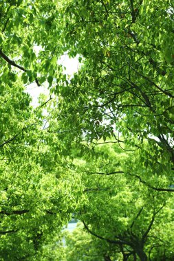 Bahçede yeşil yapraklar