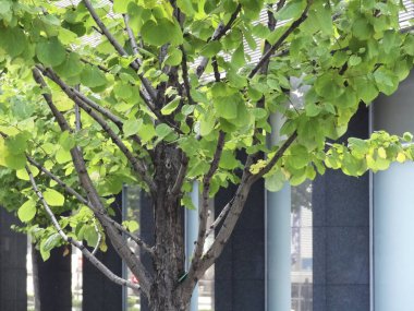 Mavi gökyüzünün arka planında yeşil ağaçlar