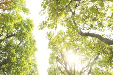Bahar parkındaki büyük yeşil ağaçların güzel manzarası